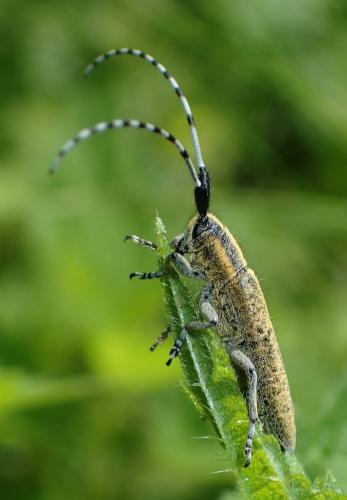 Réf. 183 148 : Agapanthia villosoviridescens